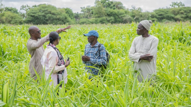 VISITE: Le Directeur Général de l’Apix réitère son soutien pour accompagner l’entreprise Minam Export dans ses exploitations agricoles