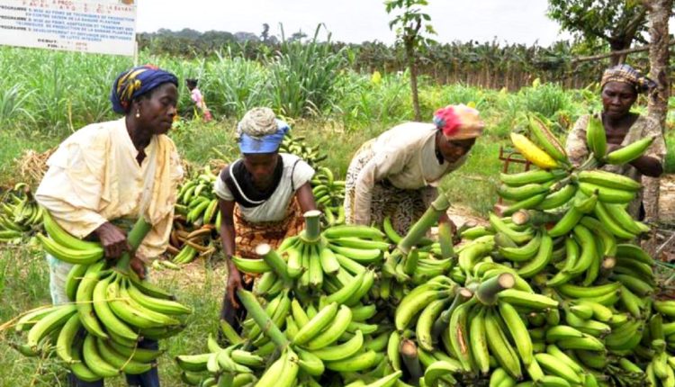 Sédhiou : Un milliard de FCFA pour révolutionner la production de bananes